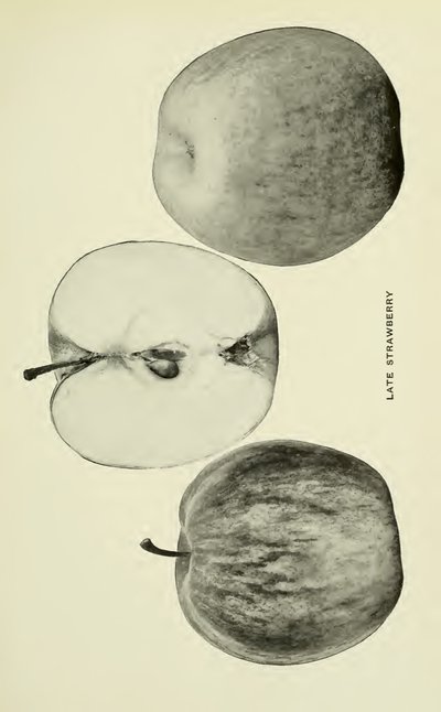 Late Strawberry