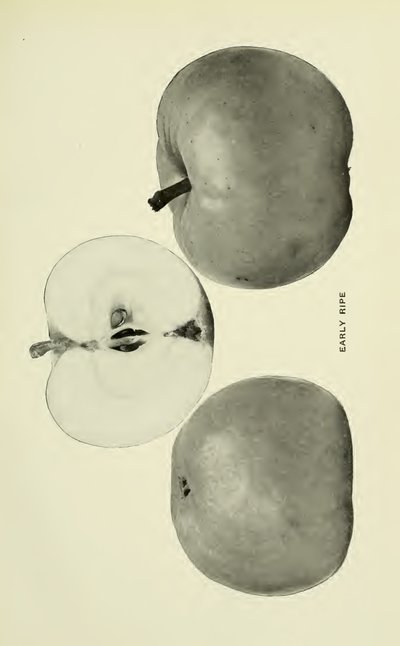 Early Ripe