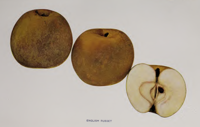 English Russet Color