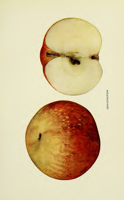 Gravenstein