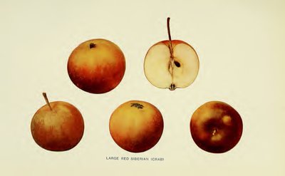 Large Red Siberian (crab)