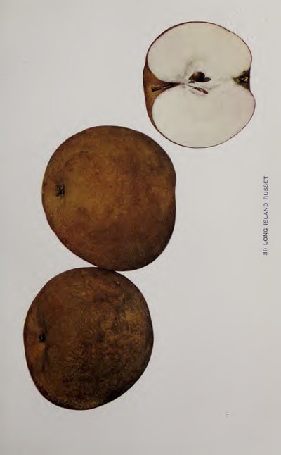 Long Island Russet (II)