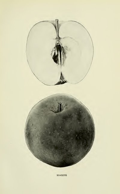 Magog