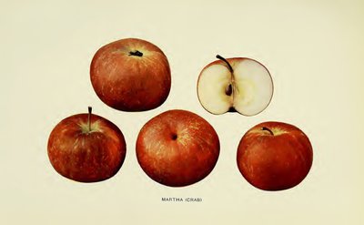 Martha (crab)