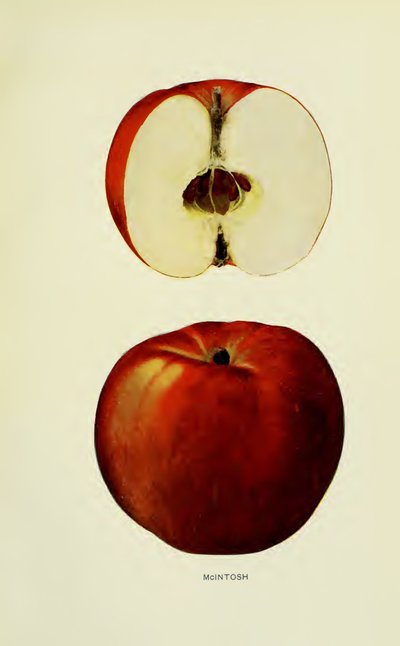McIntosh