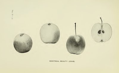 Montreal Beauty (crab)