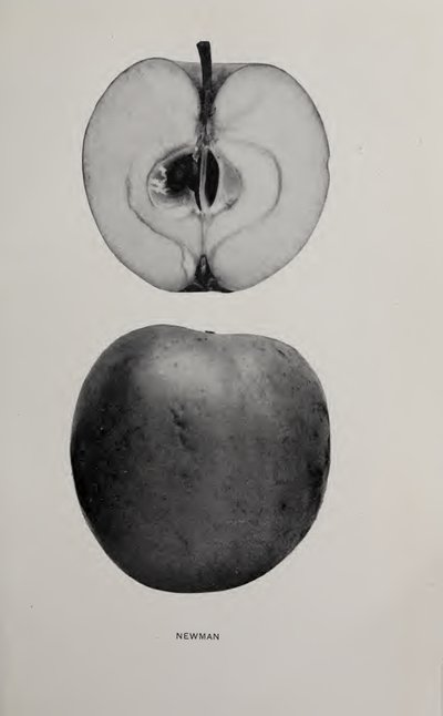 Newman