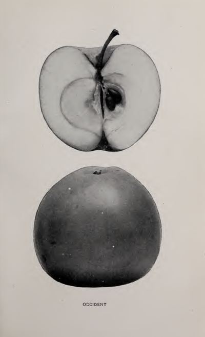 Occident