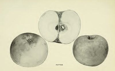 Patten