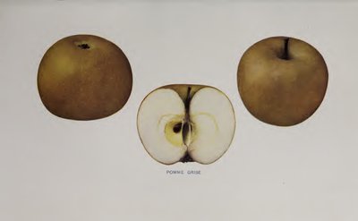 Pomme Grise