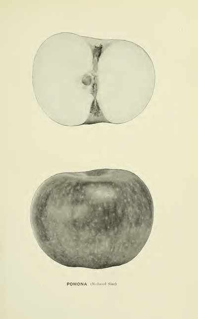 Pomona