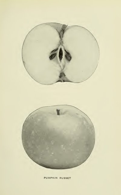 Pumpkin Russet