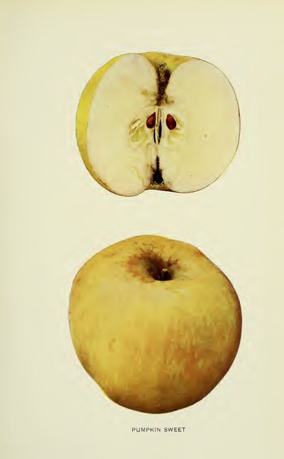 Pumpkin Sweet
