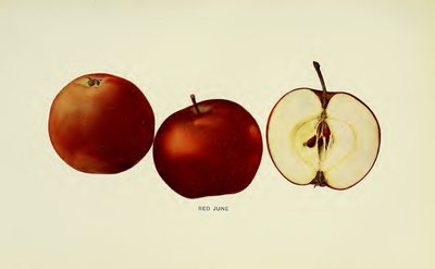 Red June