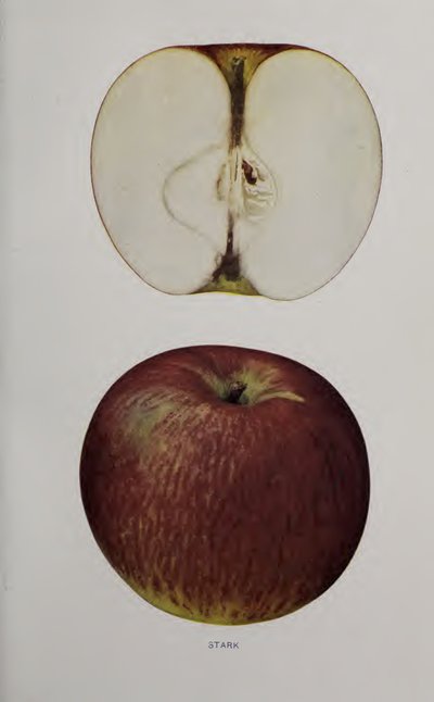Stark
