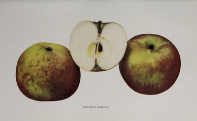 Styaman Winesap