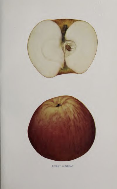 Sweet Winesap
