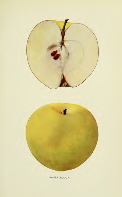 Sweet Bough