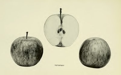 Tetofsky