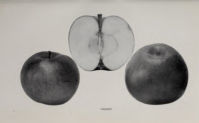 Vanhoy