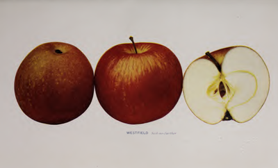 Westfield Seek-no-further