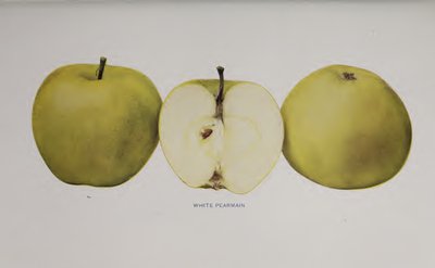 White Pearmain