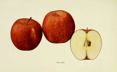 Williams