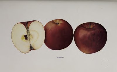 Winesap