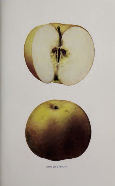 Winter Banana