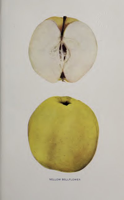 Yellow Belleflower