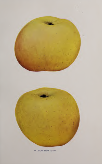 Yellow Newtown