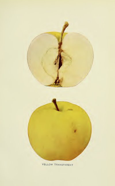 Yellow Transparent
