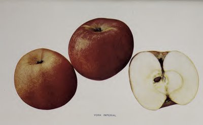 York Imperial