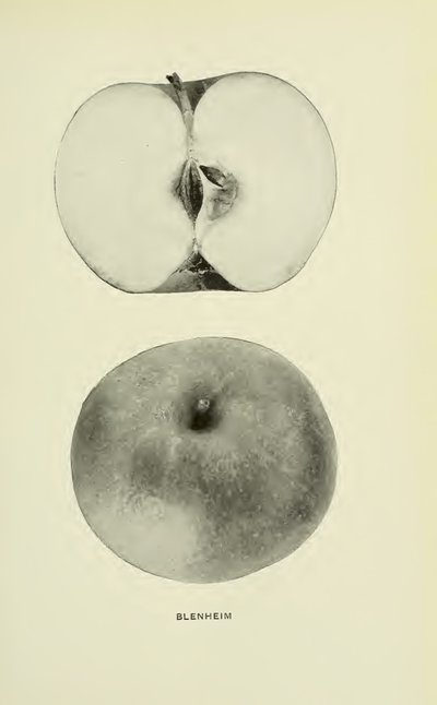 Blenheim