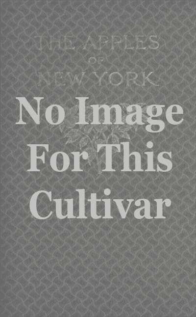 No image for this cultivar exists.